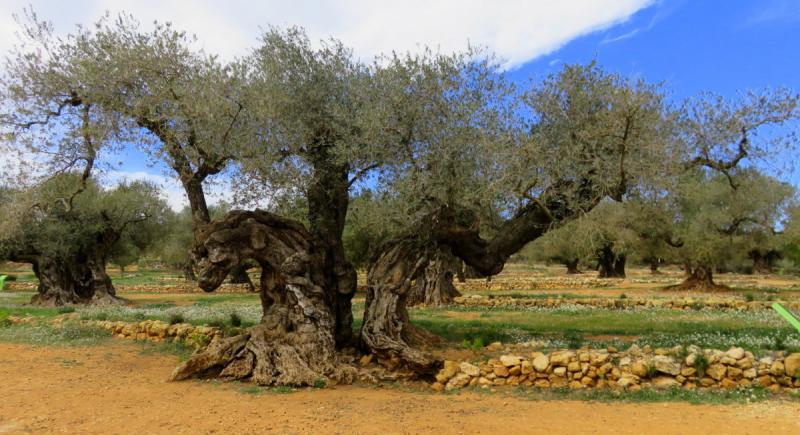 Olivos milenarios